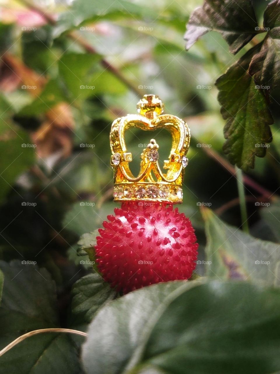 Forest berry with crown