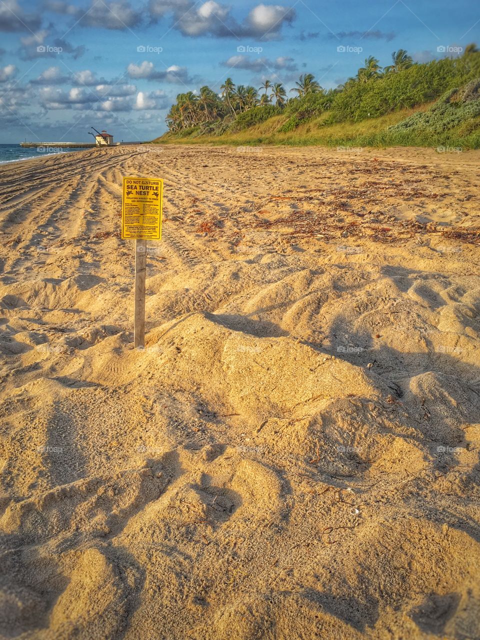 Sea turtle nest on beach with warning sign