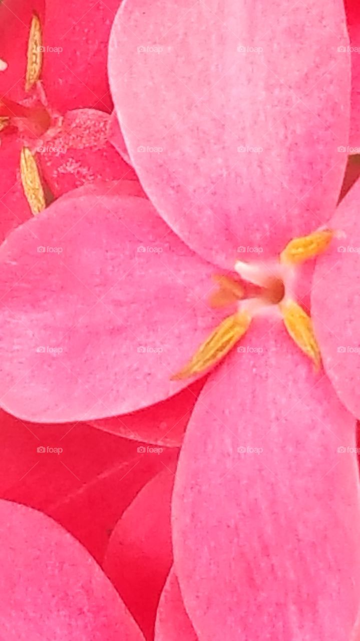 Ever Blooming Ixora Closeup