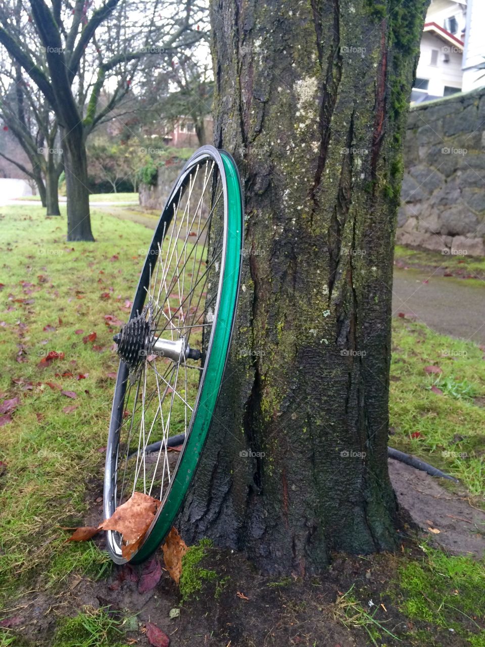 Bicycle wheel on tree
