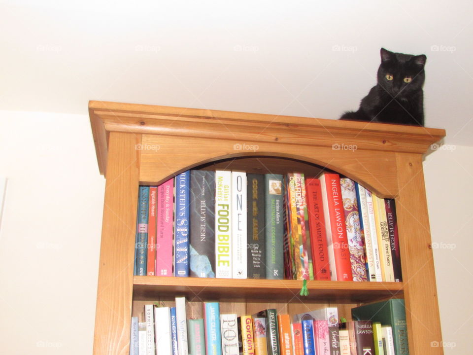Cat on a bookcase