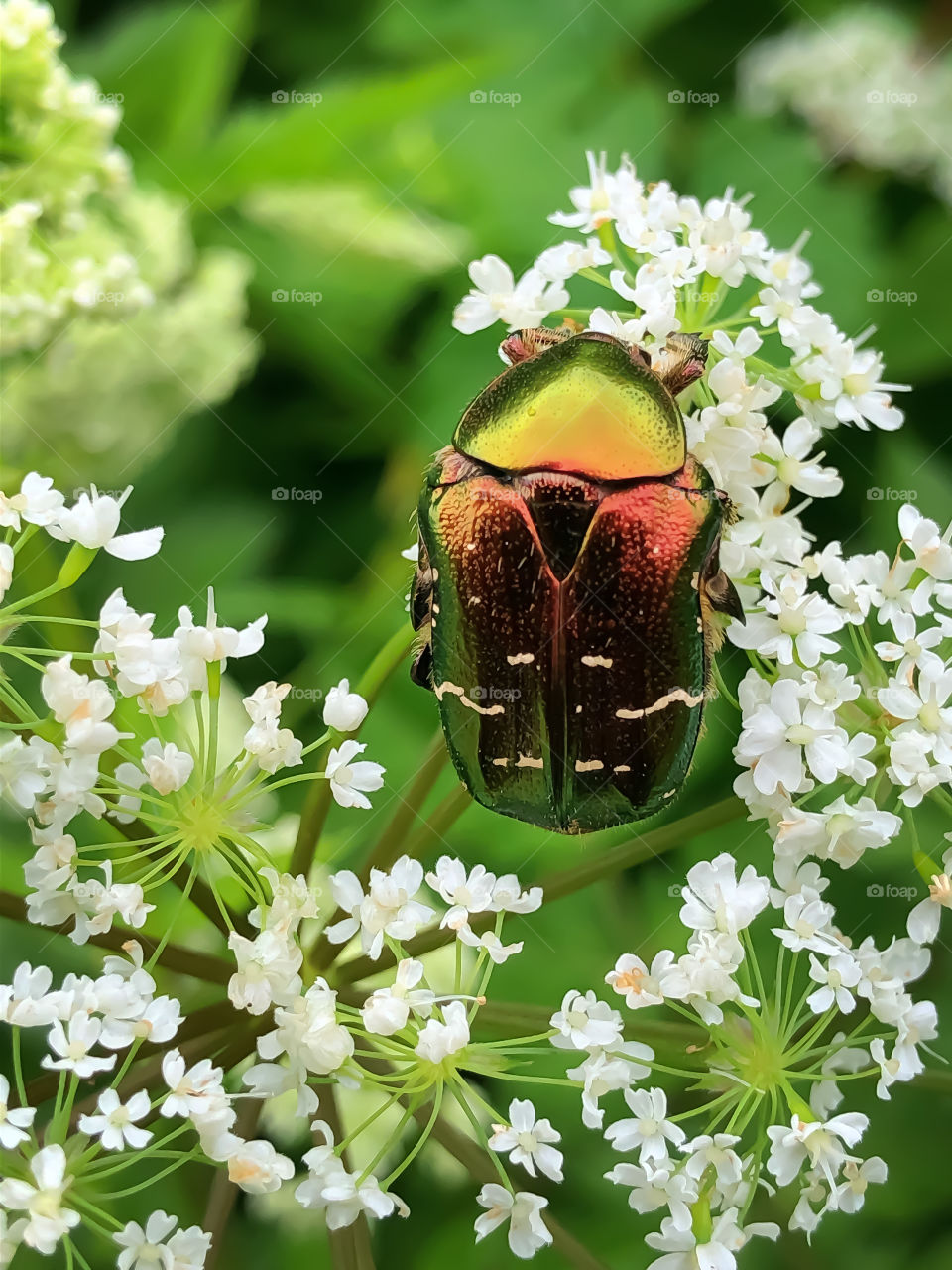 Colors in nature