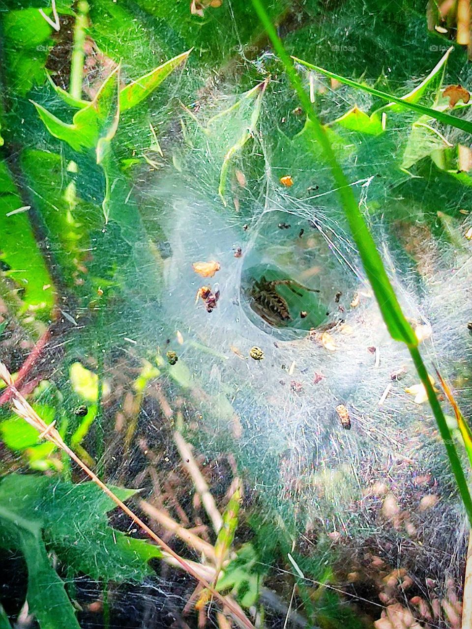 Summer. A web is attached to the green grass, the middle of which has a deep hole in which a spider sits