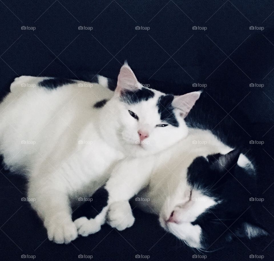 Brother and Sister kitties posing for camera without trying