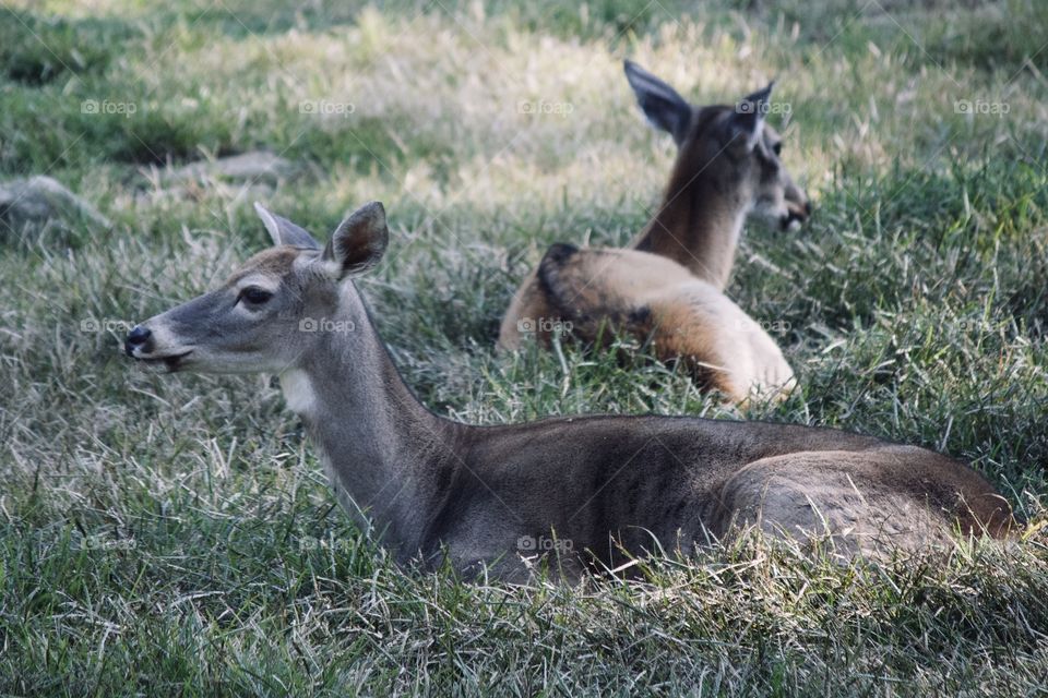 Deers taking a break