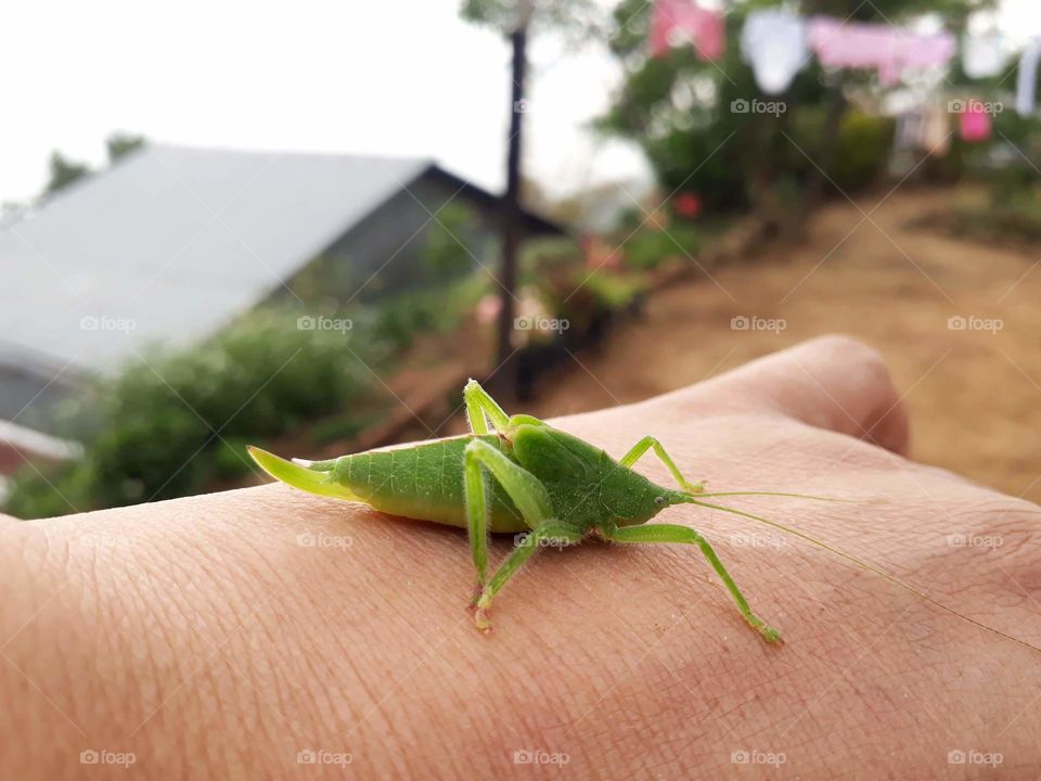 A grasshopper enjoying human company