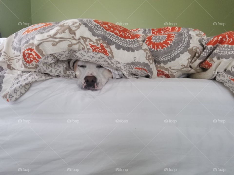 dog under cover