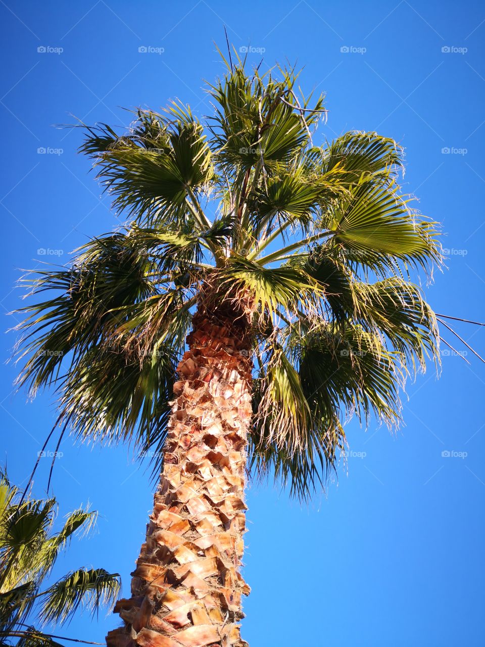 palm tree