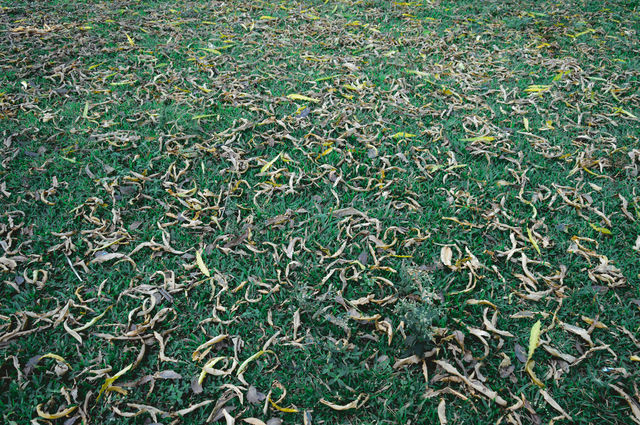 Large group of Dead plants dry leaves lying on green grass meadow. Autumn leaf color abstract pattern. Lush foliage texture in nature background frame. Natural design and decoration elements. Copy space room for yellow colored text in middle.
