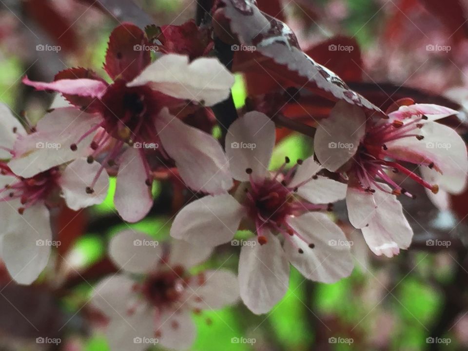 Pink flowers 