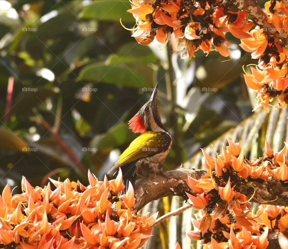 Beautiful bird