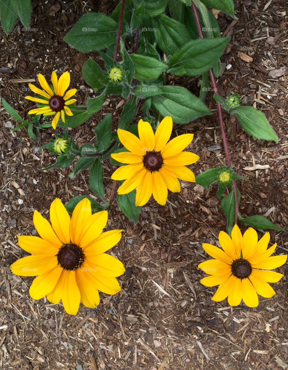 Elevated view of sunflower