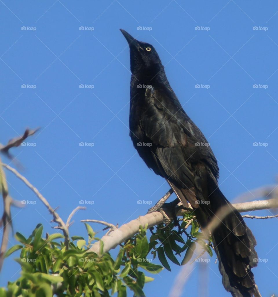 Grackle Staring at the Sky