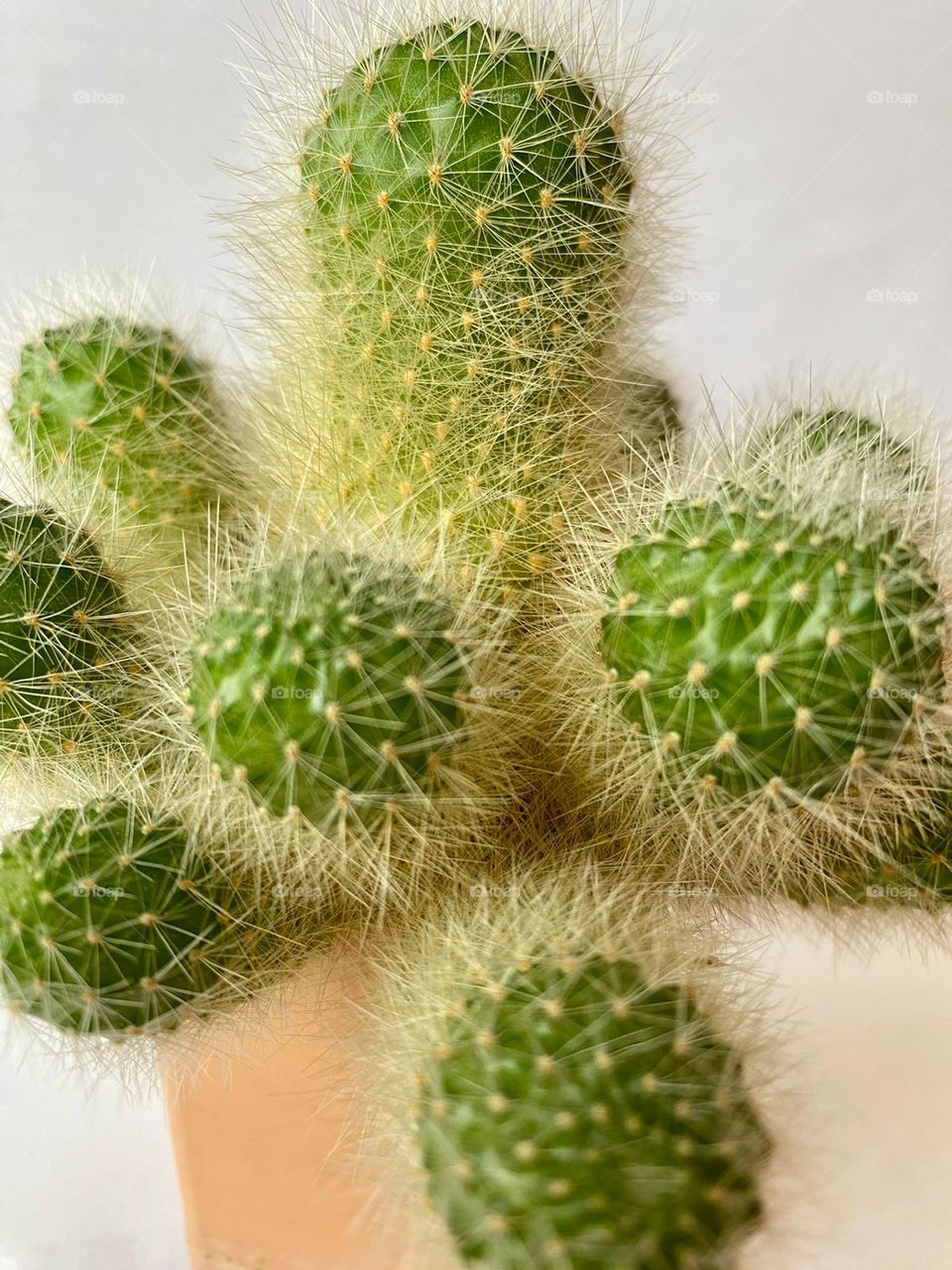 Cacti are courageous and patient