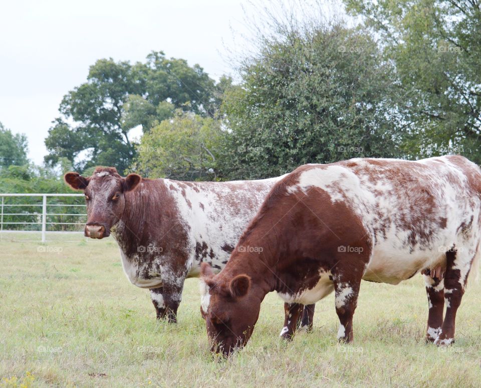 Cows grazing