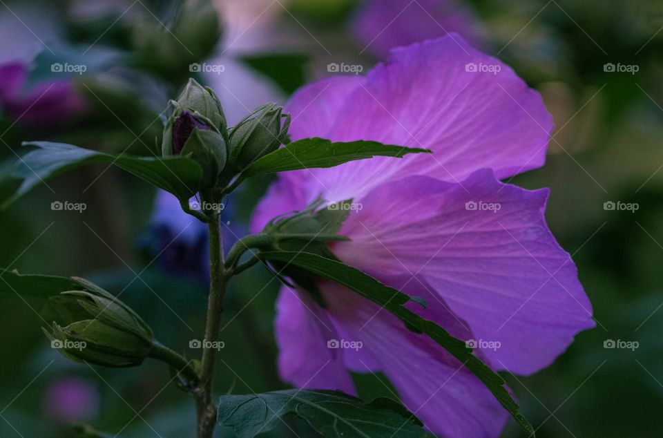 Hibiscus flower 