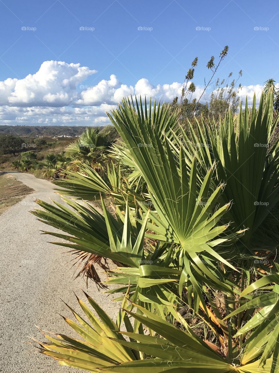 Palms and clouds