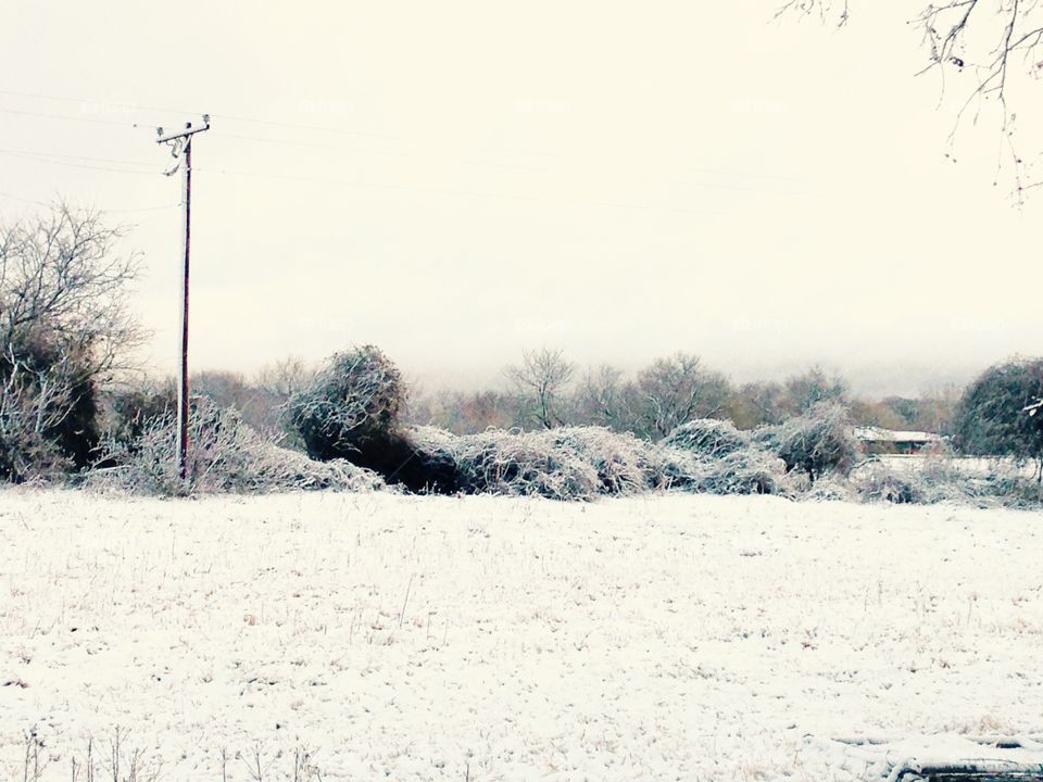 Snow covered grapevines on the fence. 