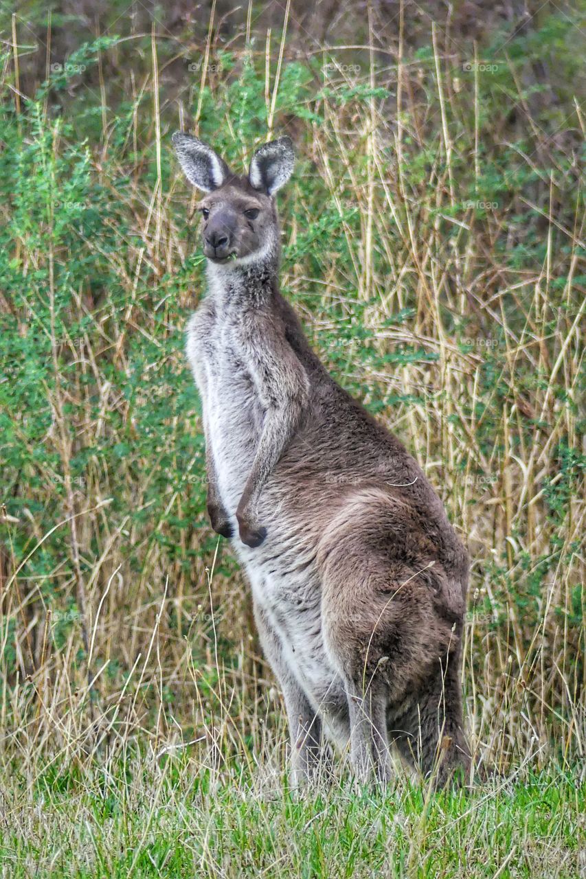 Australia - Kangaroo