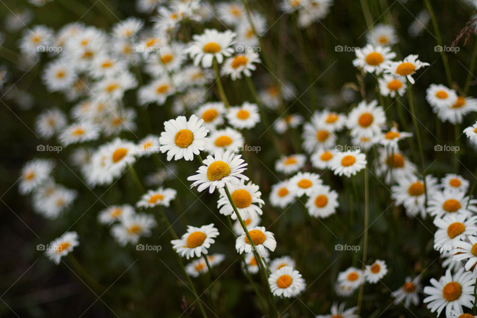 daisies summer flowers