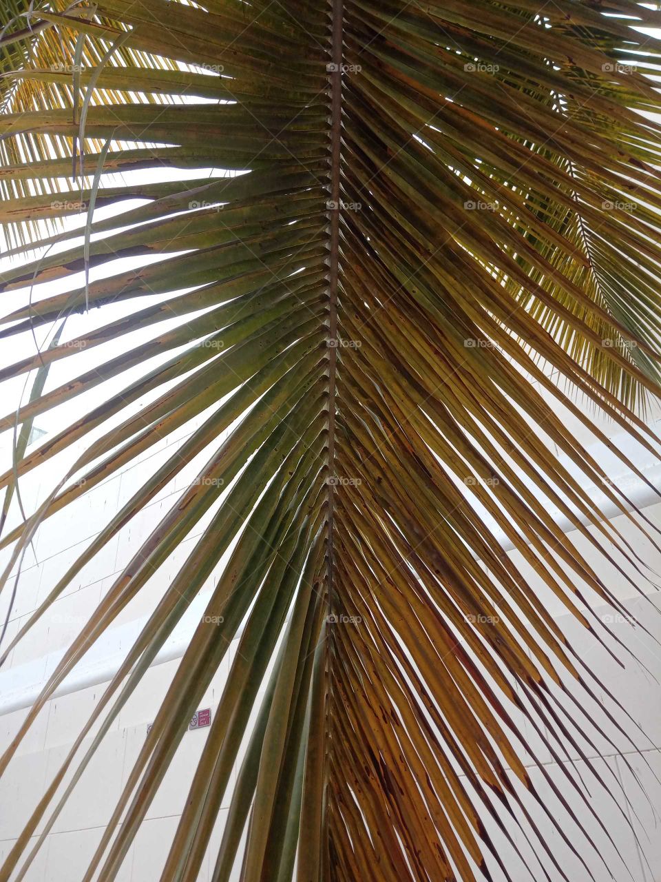 palm