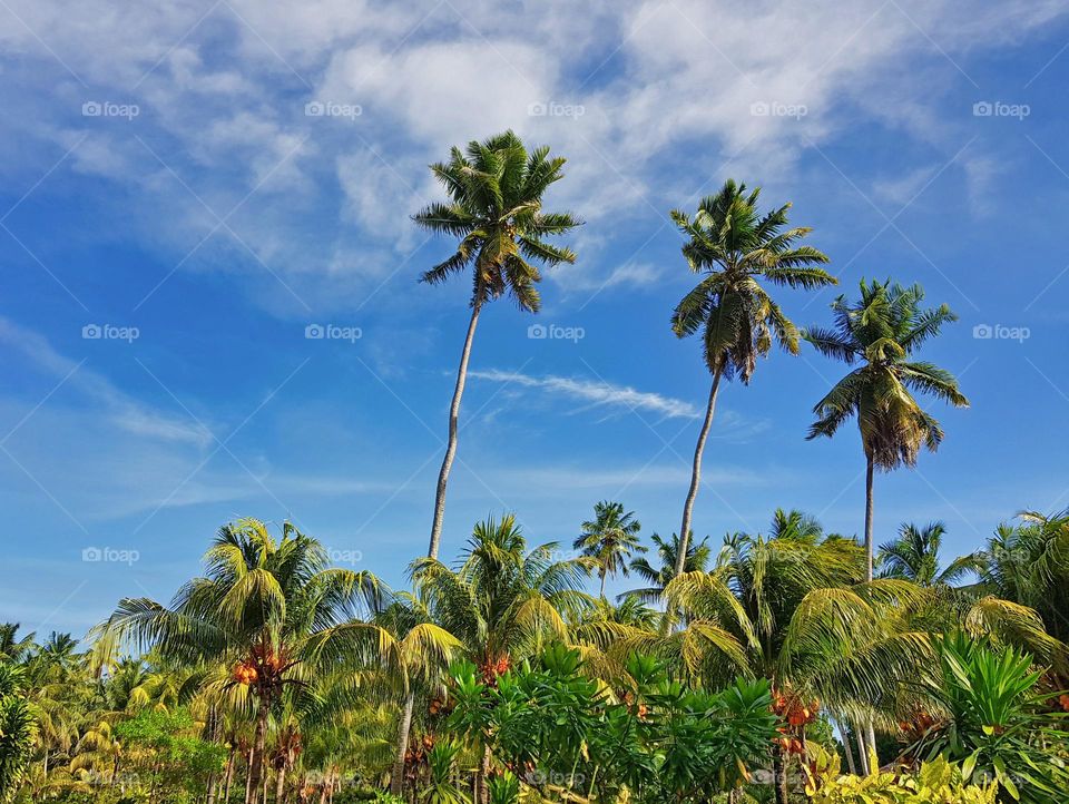 Beautiful landscape featuring palm trees against blue sky