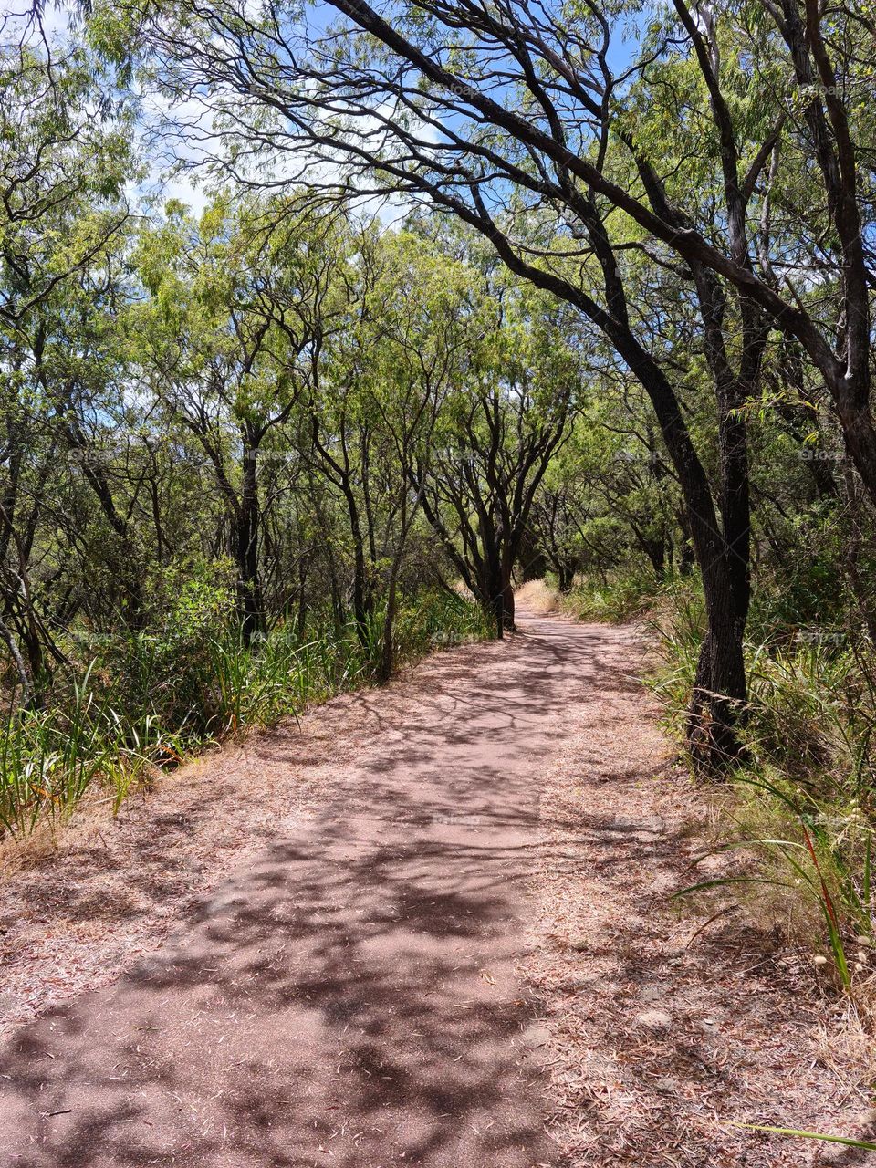 Australia, Dunsborough Bush