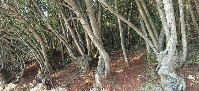forest