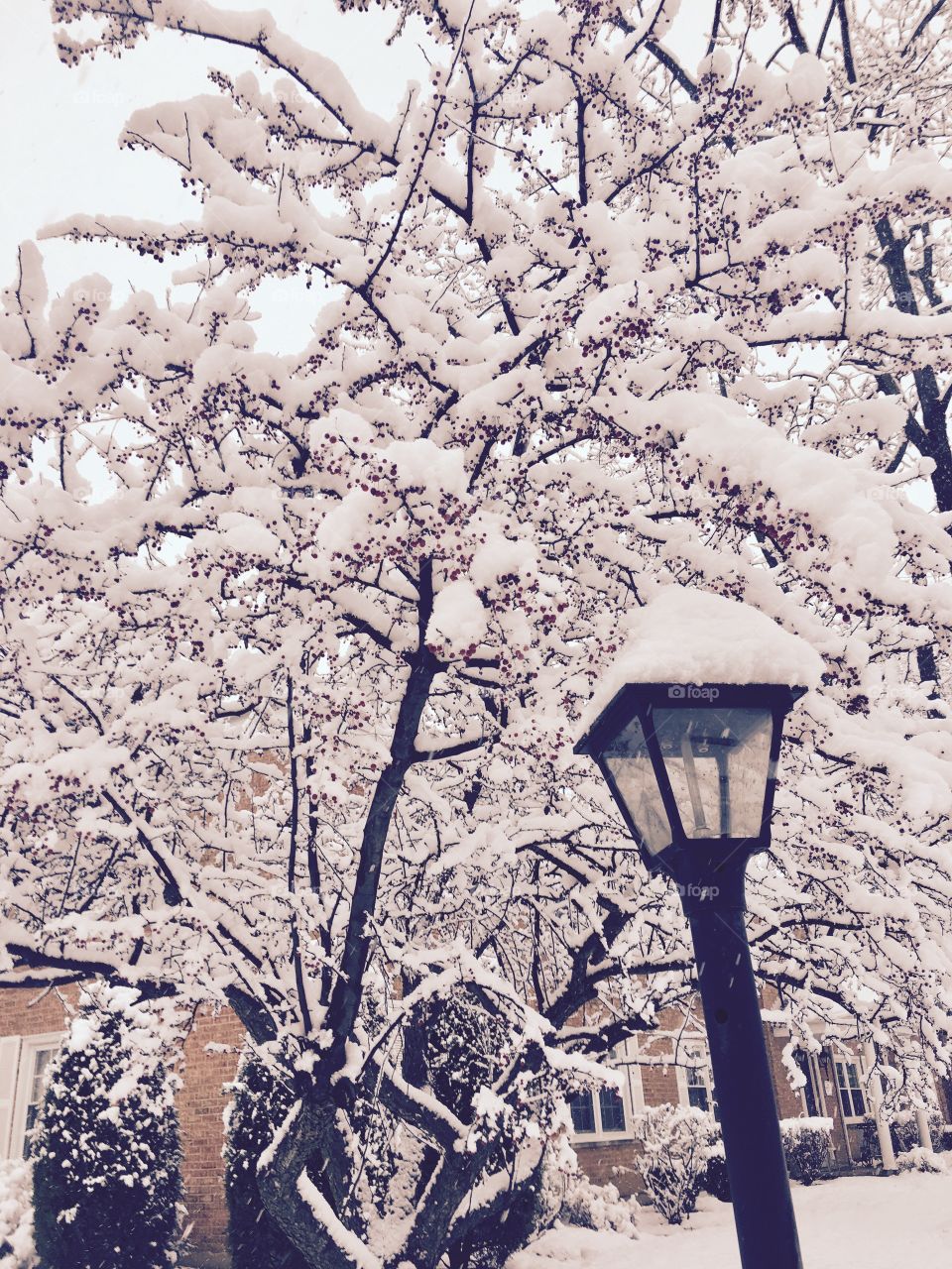 Winter, Snow, Tree, Frost, Branch