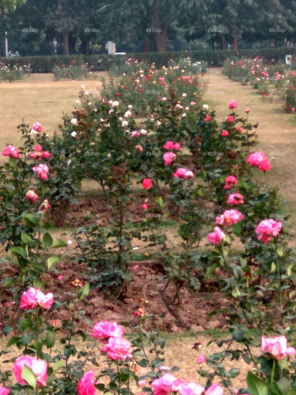 Beautiful pink roses