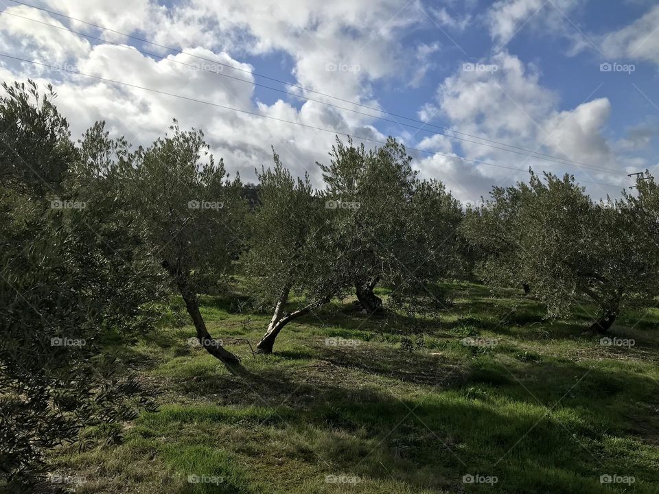 Campo olivos subbetica 