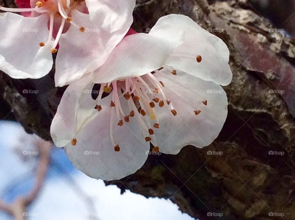 Beautiful closeup of apricot  blossom 