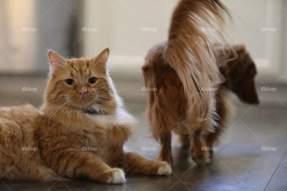 mainecoon striped orange long haired cat laying down with dog friend beside him walking away in opposite direction 