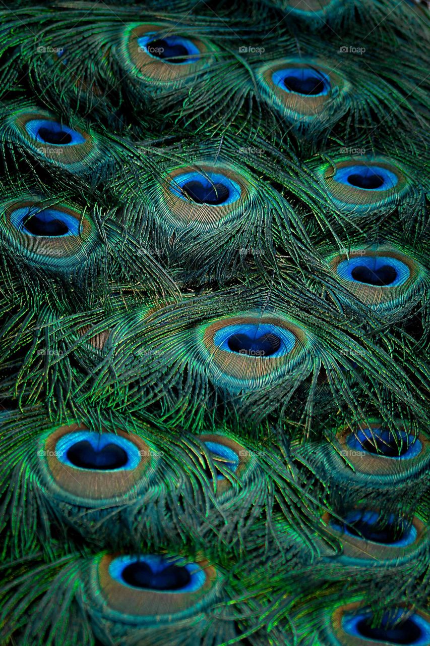 peacock's beauty......