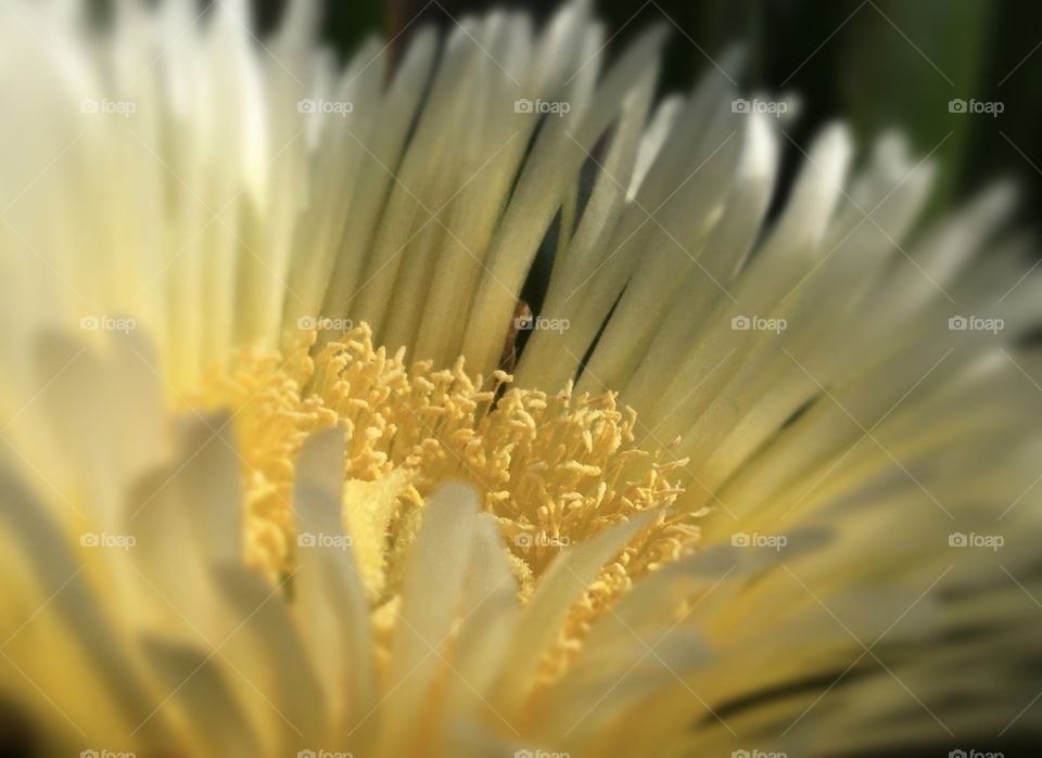 Close-up of a yellow flower from the side.