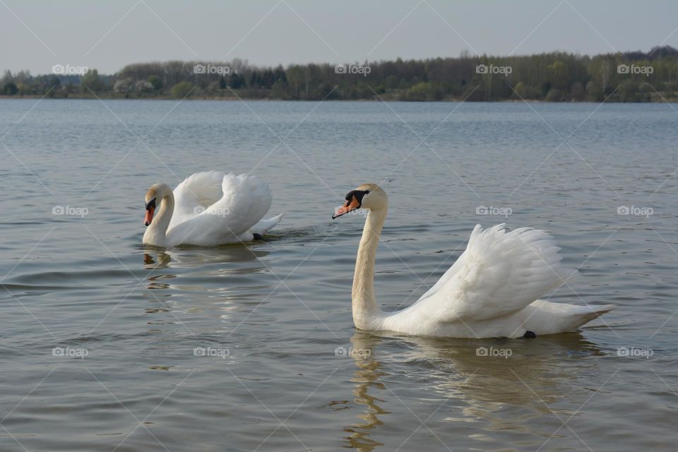 beautiful white swans couple, spring time, love 🦢🦢