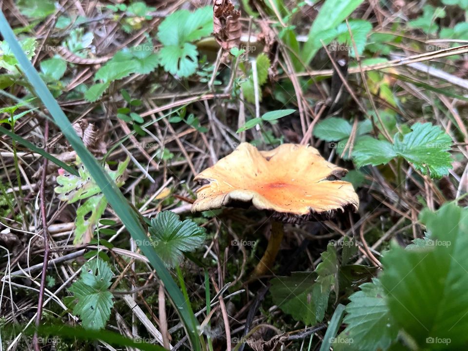 Mystical Mushrooms