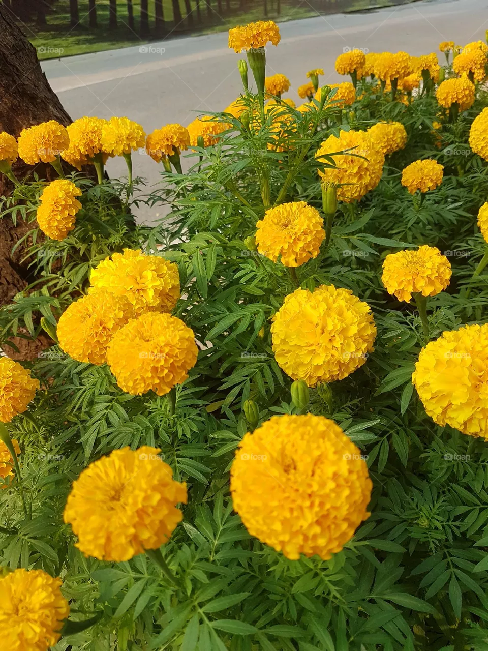 marigold