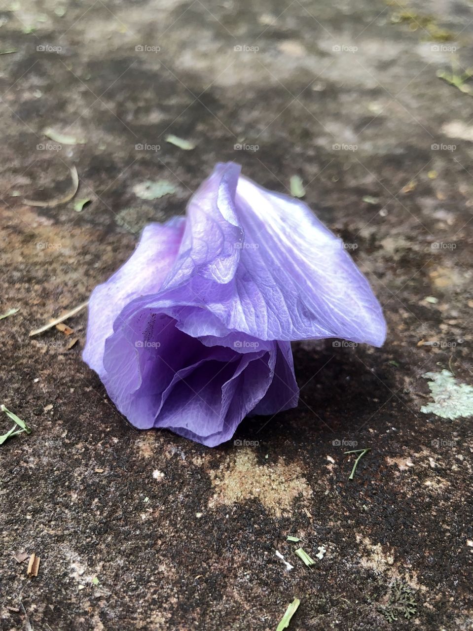 Spent blossom on Rose of Sharon