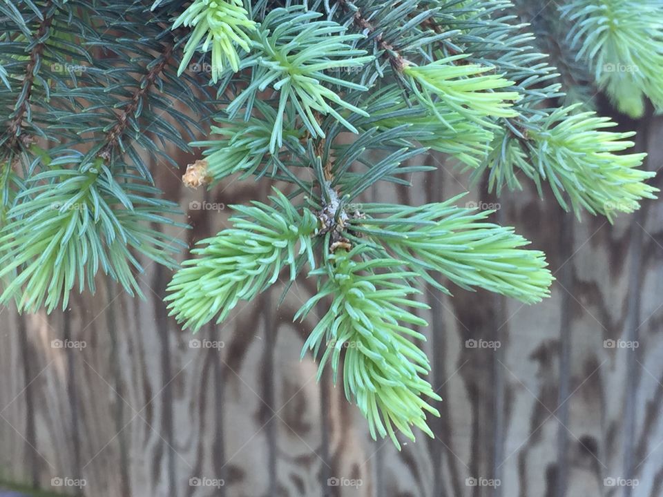 Green needles on evergreen branch in front of a wood grain shed wall.