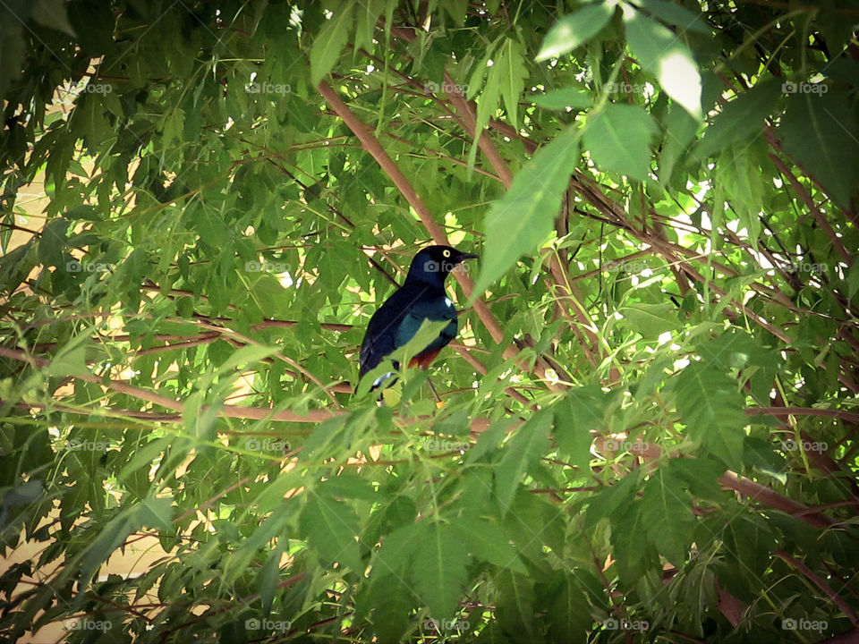 Bird in a Tree
