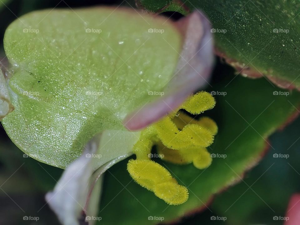 Macro photo of a flower growing in the garden