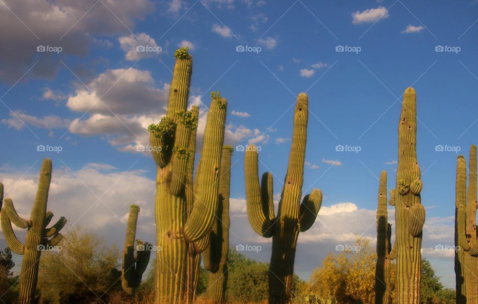 Saguaro in Light of Setting Sun