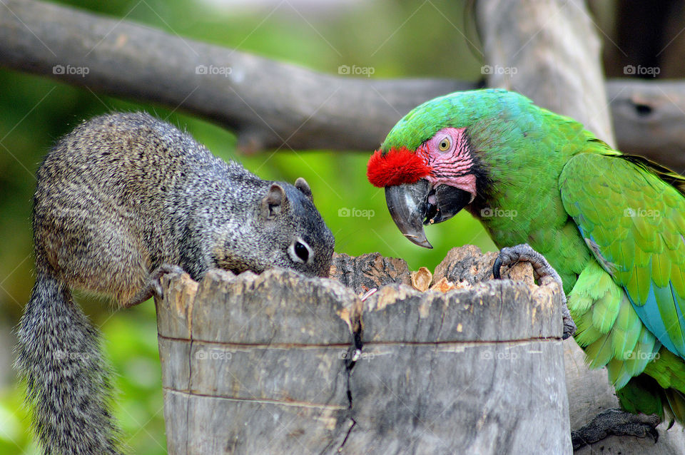 Fun animals in our daily life!