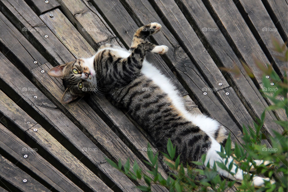 cassual cat. A cat was laying cassually on a boardwalk in shanghai china