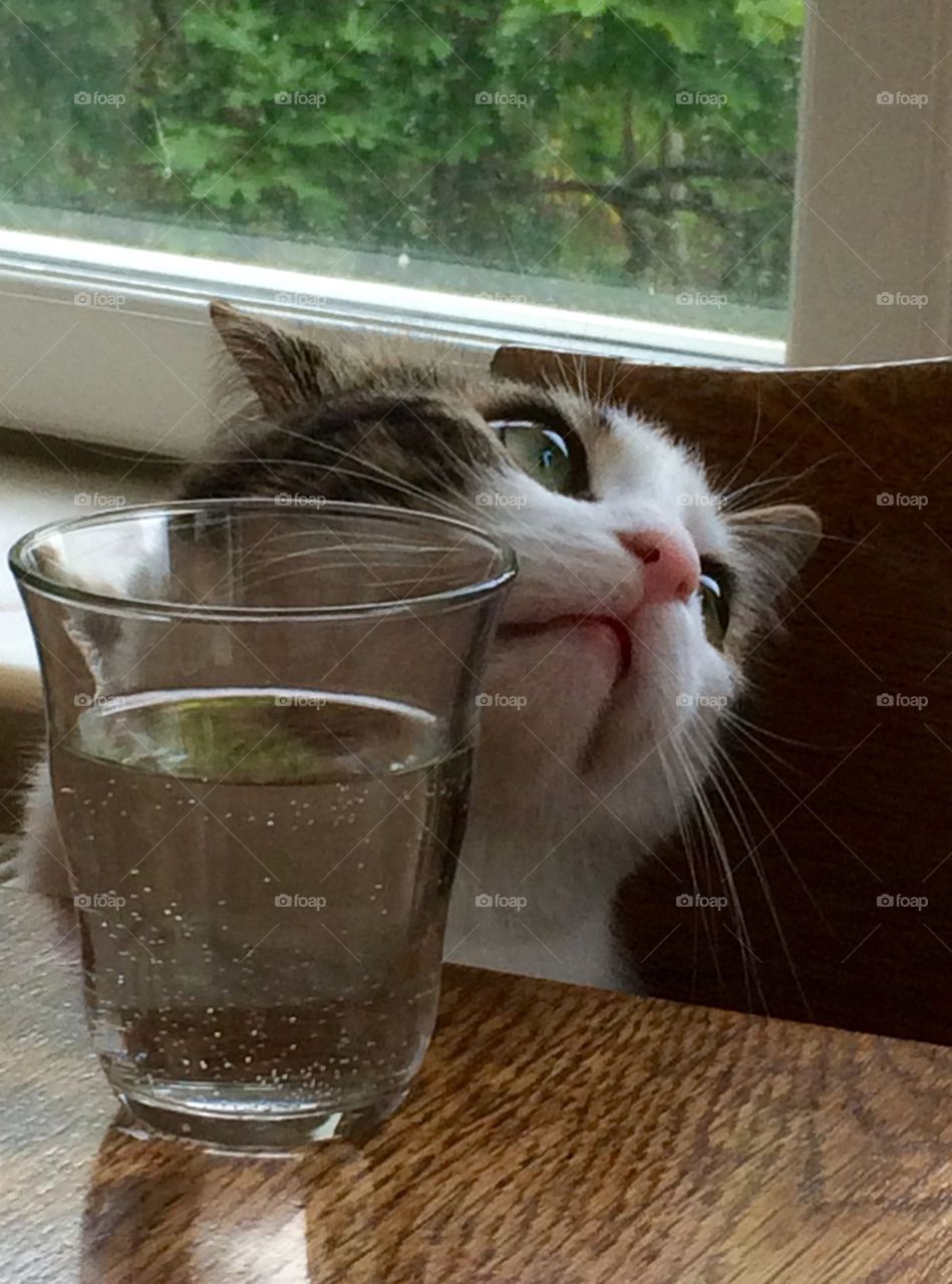 Very social cat who wants to be with you at table. He has his own glass.