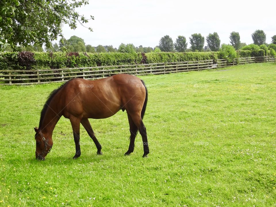 Race horse grazing