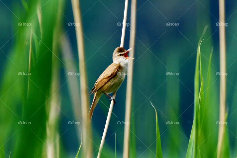 Bird 