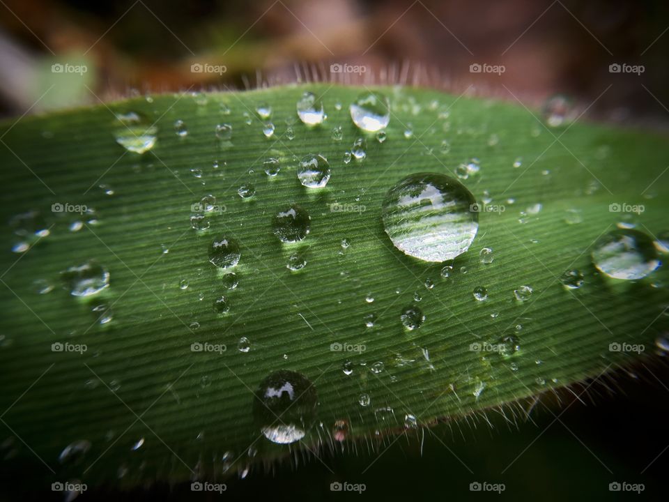 Water drop on leaf