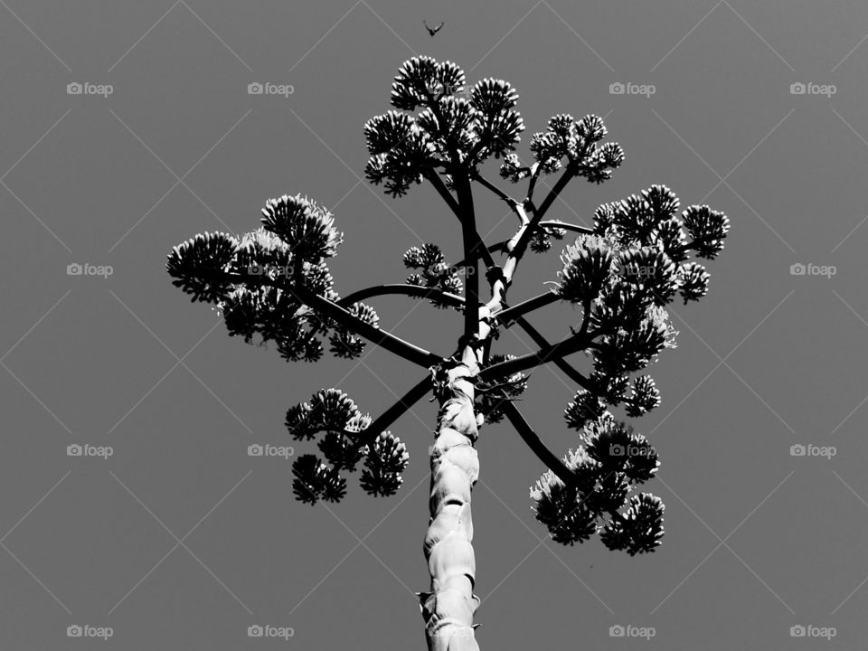 Tree in b&w